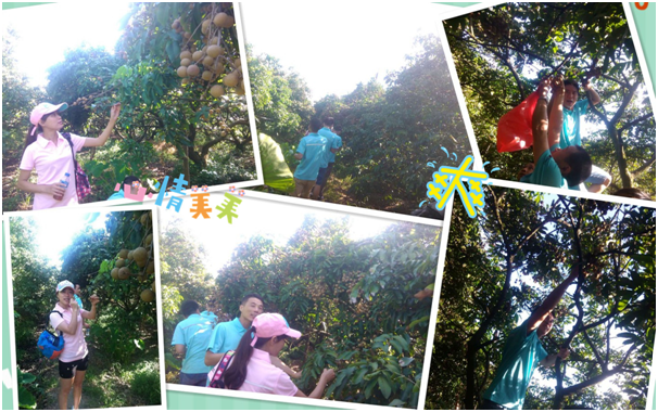 搞龍眼活動 搞龍眼活動